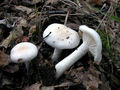 Hygrophorus cossus